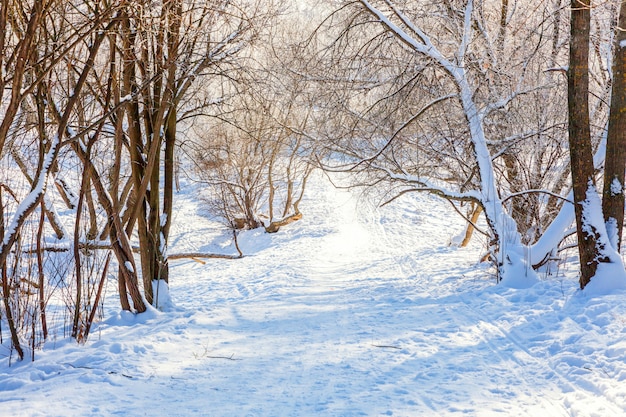 IJzige bomen in sneeuw bos, koud weer in zonnige ochtend