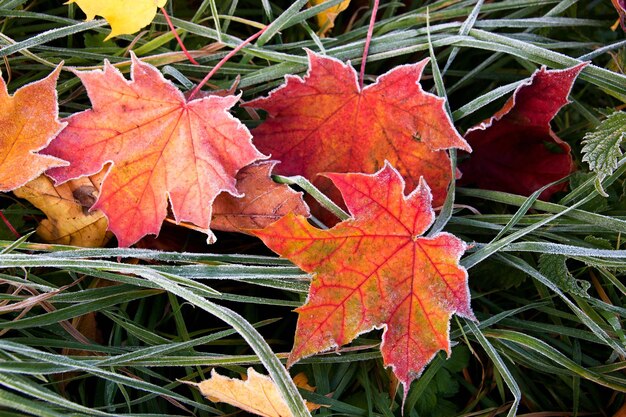 Ijzige herfstbladeren