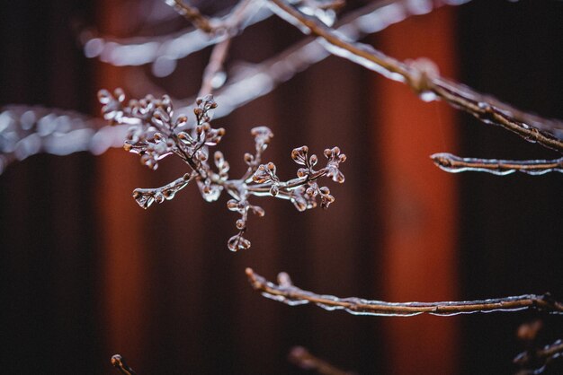 IJzige ijzel winterweer herfstbladeren bedekt met ijs na ijzel