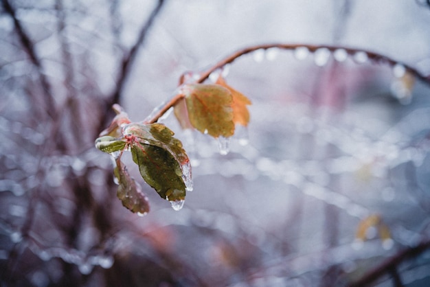 IJzige ijzel winterweer herfstbladeren bedekt met ijs na ijzel