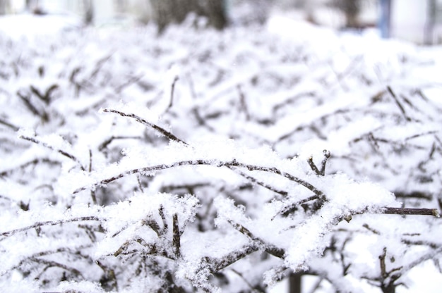 IJzige vorst en sneeuw op de bevroren takken van bomen en struiken