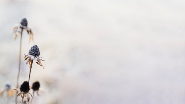 Ijzige wilde bloemen in de winter getextureerde achtergrond