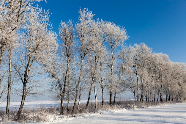 IJzige winter