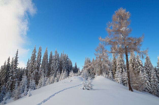 IJzige winterdag in een bergbos