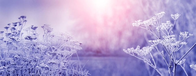 Ijzige winterochtend bij zonsopgang met met vorst bedekte planten