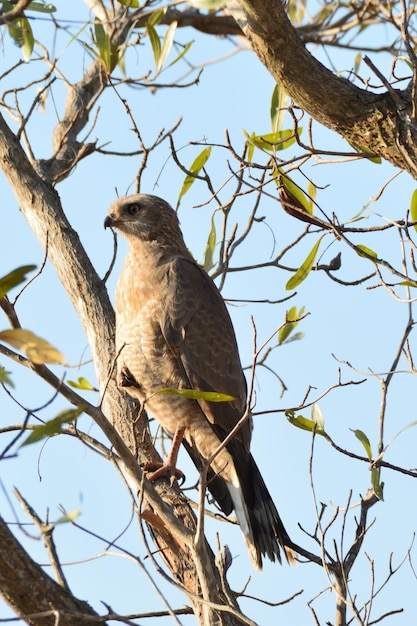 Ik had geluk dat ik in de buurt kwam van deze bleke goss havik die op de rand van de Kruger National werd genomen.