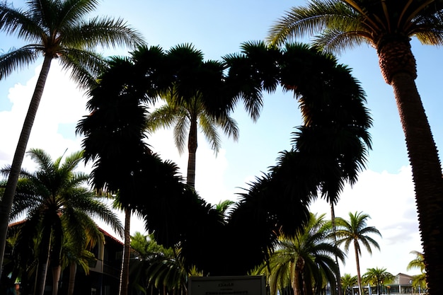 Ik hou van de palm.