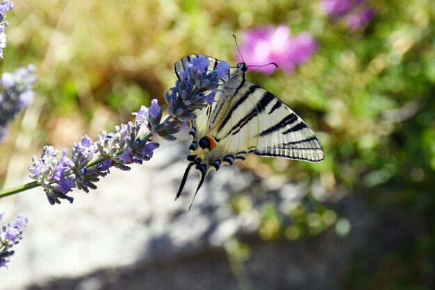 Il macaone sui fiori primaverili