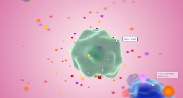 The IL4 and IL13 released from TH2 cells bind to interleukin receptors on the surface of B cells