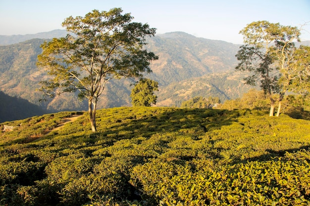 Ilam Nepal , Mai Pokhari, Illam Tea Garden, Mai Pokhari, Bhaludhunga, Mai Lake, Maisthan Temple