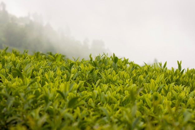 Ilam Tea Garden Farm in Illam Kanyam Nepal met biologische Nepalese thee