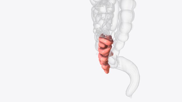 Photo the ileum is the last and longest section of the small intestine