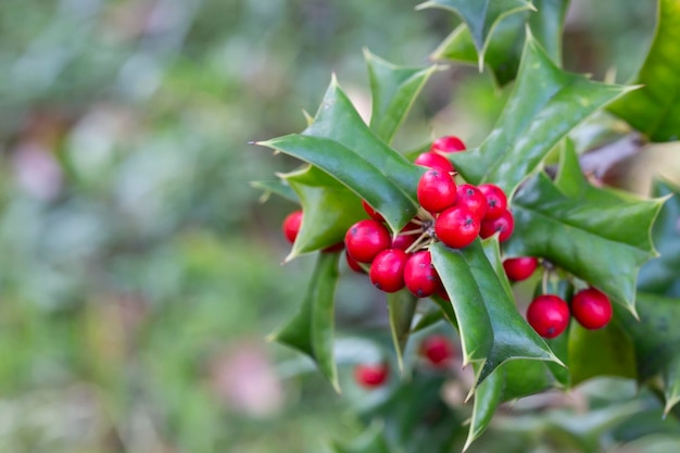 Ilex aquifolia 붉은 열매가 있는 크리스마스 그린 부시 인테리어 장식