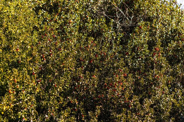 ilex aquifolium achtergrond holly planten kerst achtergrond