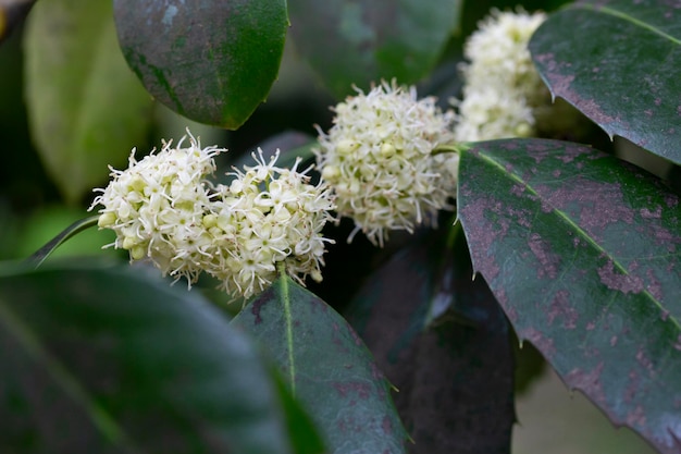 Ilex aquifolium struik met witte bloemen in het voorjaar