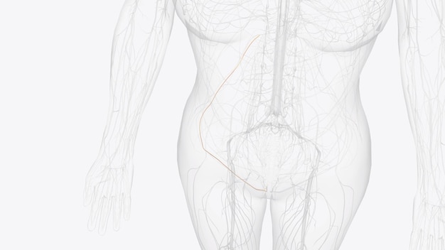 The ilioinguinal nerve is a mixed nerve originating from the anterior rami of T12 and L1 nerve roots