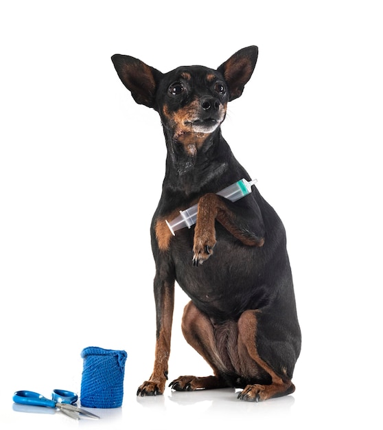 Ill miniature pinscher in front of white background