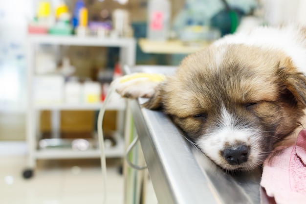 ill puppy with intravenous drip on operating table