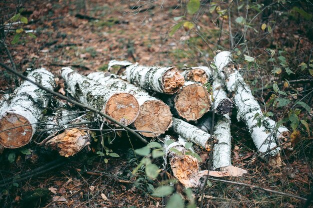 Illegaal kappen van bos en bomen in een wildpark