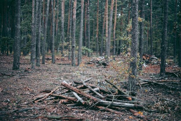 Illegaal kappen van bos en bomen in een wildpark