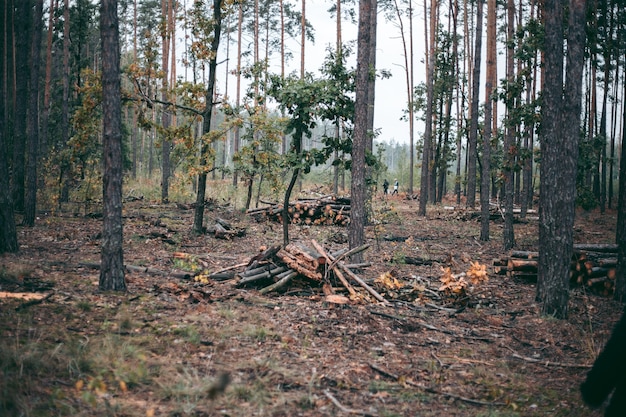 Abbattimento illegale di foreste e alberi in un parco naturale