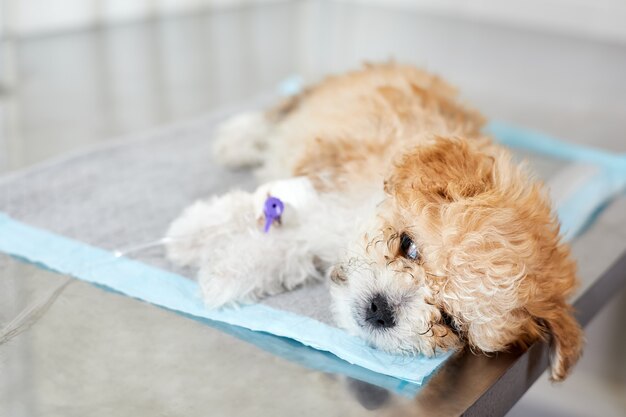 An illness maltipoo puppy lies on a table in a veterinary clinic with a catheter in its paw