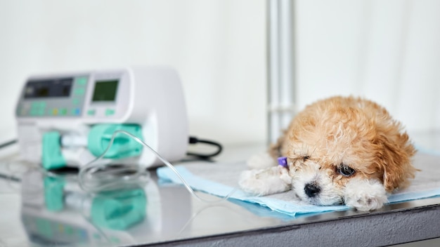 An illness maltipoo puppy lies on a table in a veterinary clinic with a catheter in its paw