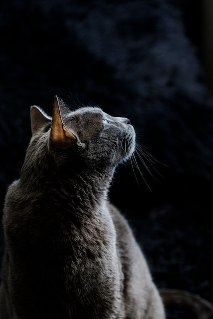 Illuminated cat on black background Silhouette of cat in room Elegant and glamorous cat