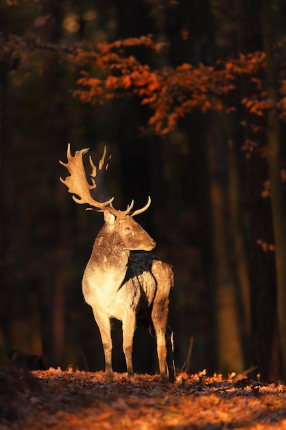 Illuminated fallow deer standing in forest in autumn