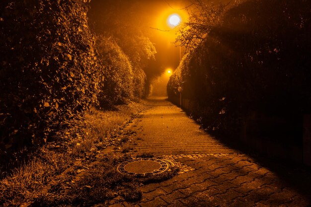 Foto cammino illuminato nel parco di notte