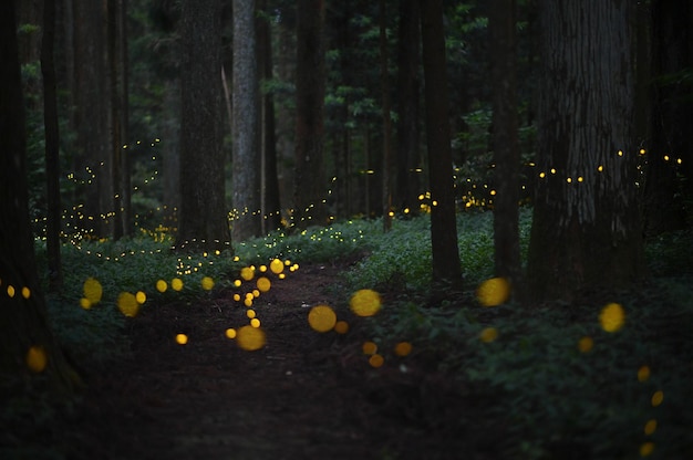 illuminated lantern