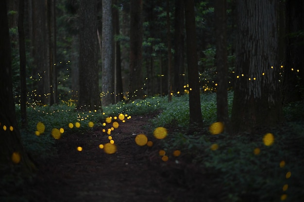 Photo illuminated lantern