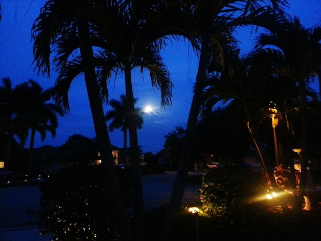 illuminated palm trees at night