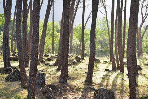 Illuminated pine forest landscape at sunset