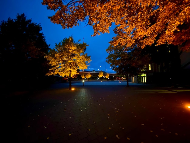 Illuminated street by trees at night