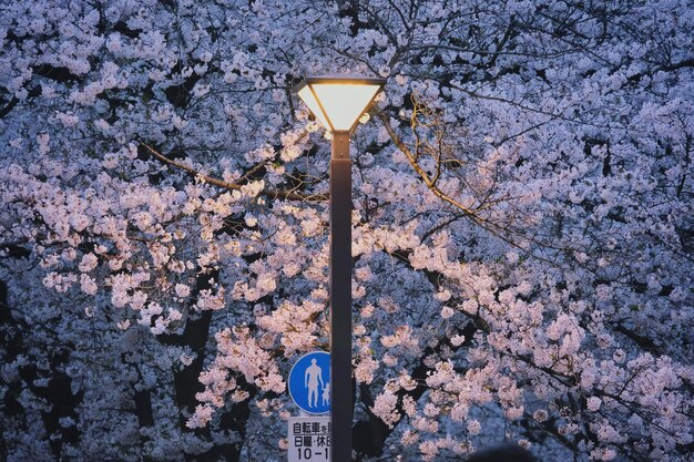 Foto luce stradale illuminata con fiori di ciliegio