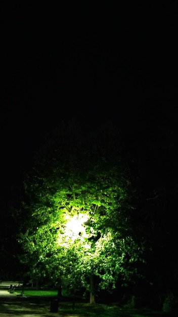 Фото Освещенное дерево в парке ночью