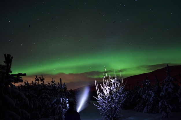 Photo illuminated trees against sky at night