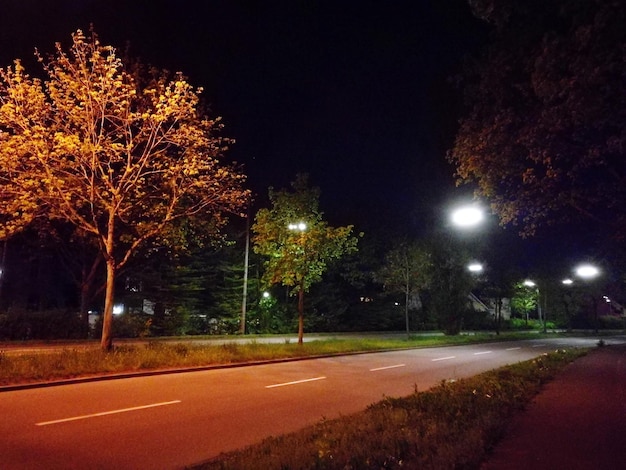 Foto alberi illuminati di notte