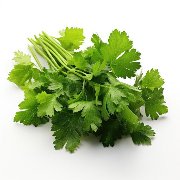 illustratie cilantro bladeren op doek