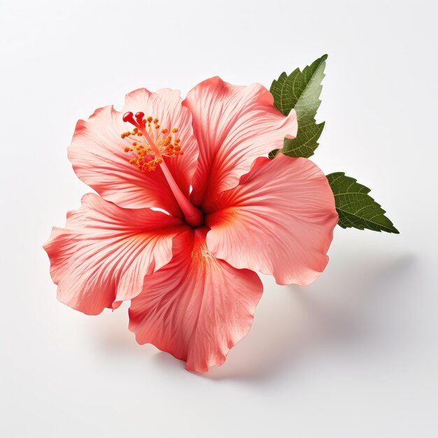 illustratie close-up perfecte hibiscus bloem presentatie