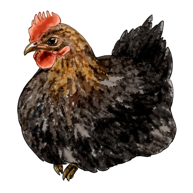 Foto illustratie in kleur boerderij met kippen