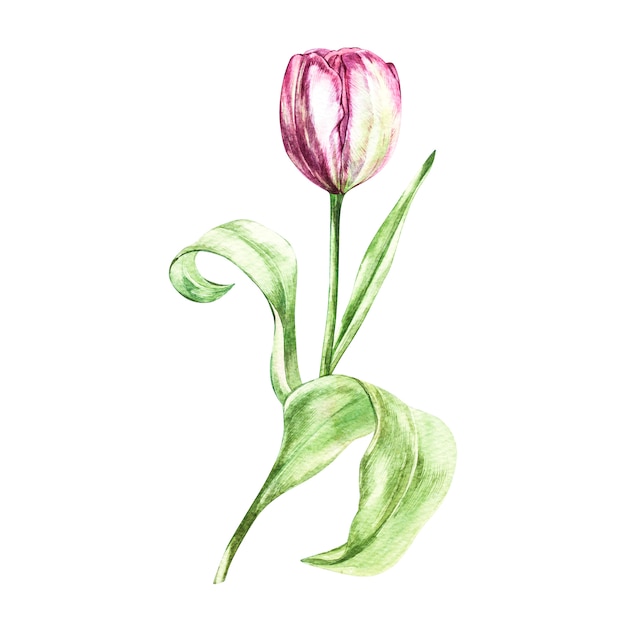 Illustratie in waterverfstijl van een tulpenbloem