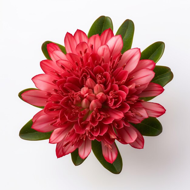 illustratie van een bloem rood lang Bloeiende Rhodiola rosea Ltop viewW