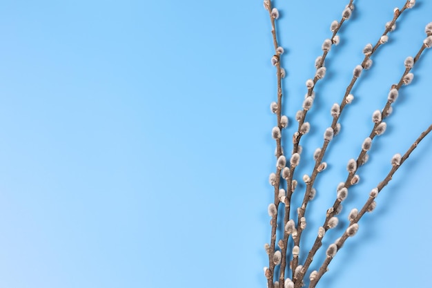 Illustratie van een boeket wilgentakken op een blauwe achtergrond met een plek om de lente Paasvakantie uitnodigingskaart te kopiëren