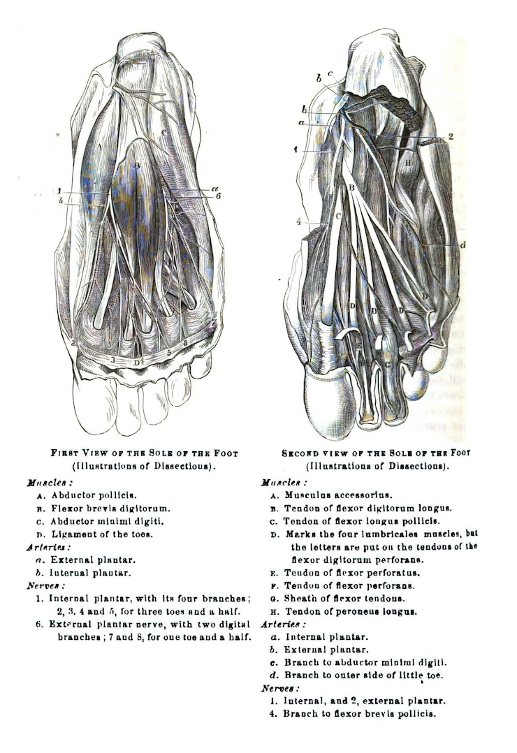 Foto illustratie van een leerboek uit de 19e eeuw dat de menselijke anatomie uitlegt