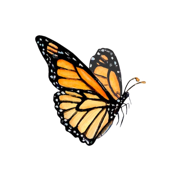 Illustratie van een oranje monarchvlinder Waterverftekening