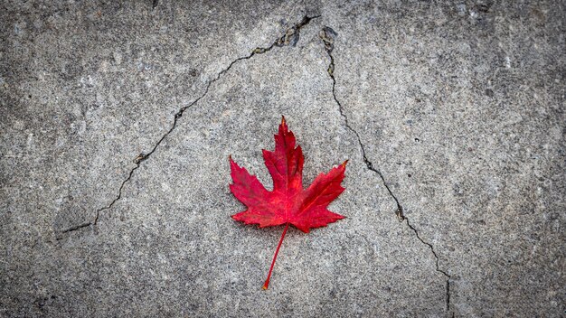 Illustratie van een rood blad dat in de herfst op een gebarsten weg staat.