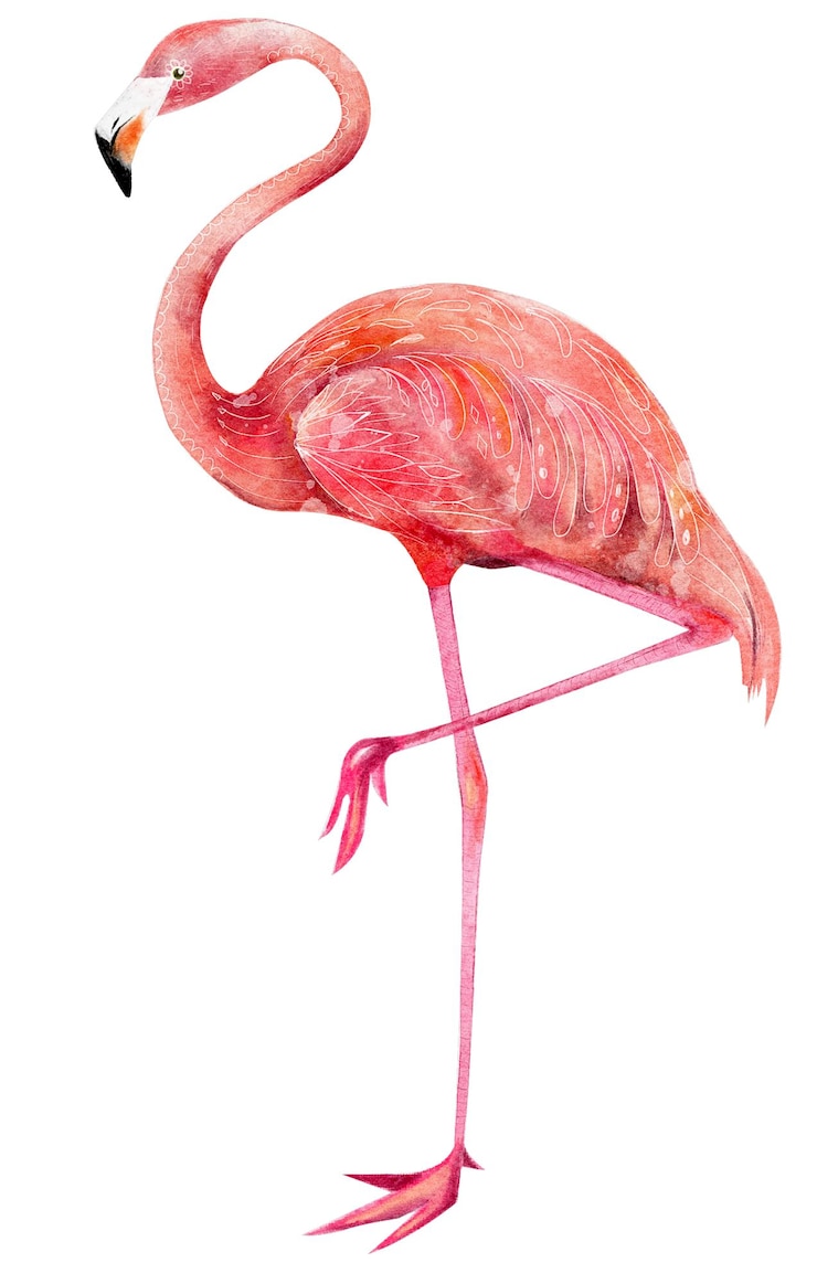 Foto illustratie van exotische vogels