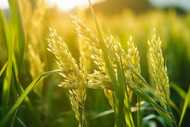 illustratie van het gebruik van filterfotografie Oude Een groene rijstveld Generatieve ai